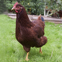 McMurray Hatchery Rhode Island Red Hen