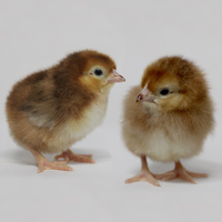 McMurray Hatchery Rhode Island Red Baby Chicks