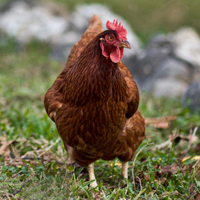 McMurray Hatchery Rhode Island Red