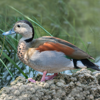 McMurray Hatchery Ring Teal Duck - Drake