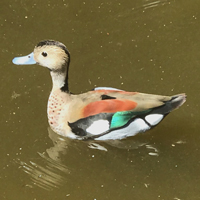 McMurray Hatchery Male Ring Teal Duck
