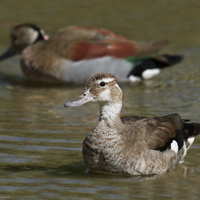 McMurray Hatchery Ringed Teal Ducks