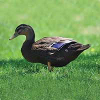 McMurray Hatchery Rouen Duck