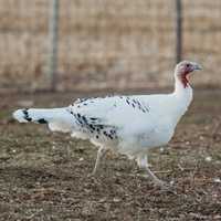 McMurray Hatchery Royal Palm Turkey