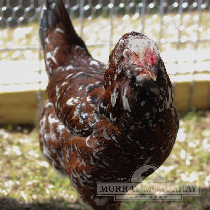 McMurray Hatchery Russian Orloffs