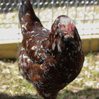 McMurray Hatchery Russian Orloffs
