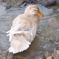 McMurray Hatchery Saxony Ducks
