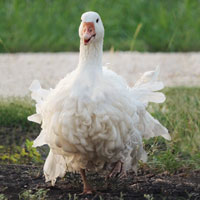 McMurray Hatchery Sebastopol Goose