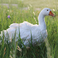 McMurray Hatchery Sebastopol Goose