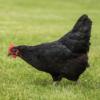 McMurray Hatchery - Sex-Link Chickens - Black Star Hen
