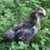 McMurray Hatchery Silver Laced Cochin Juvenile Chick