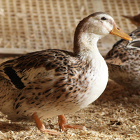 McMurray Hatchery Silver Appleyard Ducks