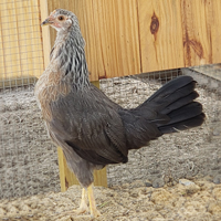 McMurray Hatchery Young Silver Leghorn Pullet