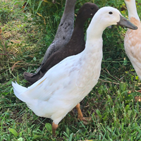 McMurray Hatchery Silver Runner Duck
