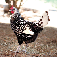 McMurray Hatchery Silver Spangled Hamburg