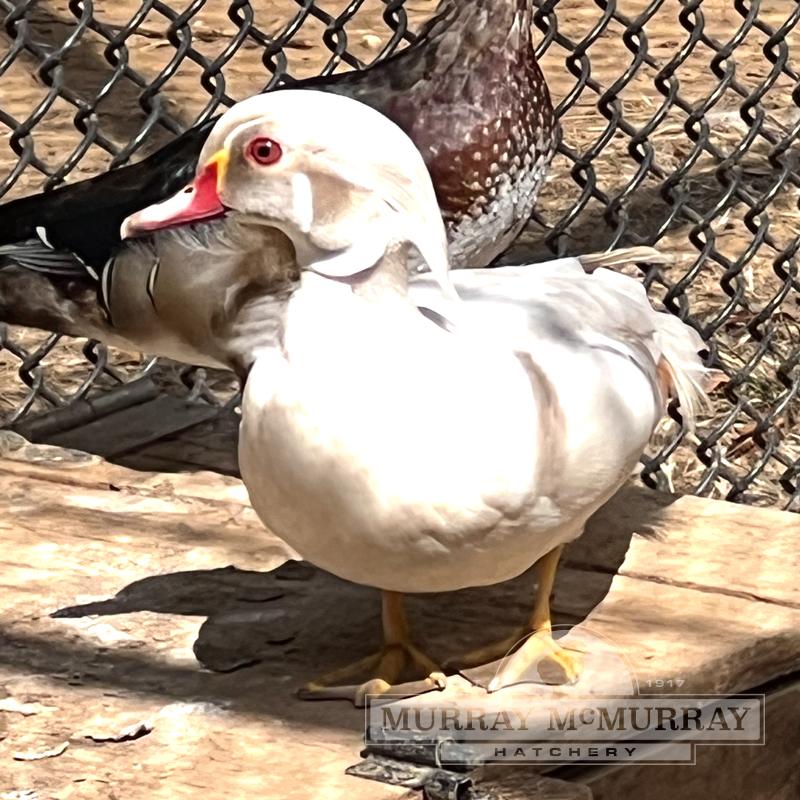 McMurray Hatchery Juvenile Waterfowl | Silver Wood Duck