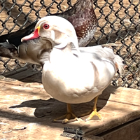 McMurray Hatchery Juvenile Waterfowl | Silver Wood Duck