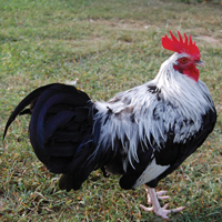 McMurray Hatchery Silver Gray Dorking Rooster
