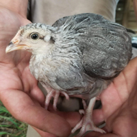 McMurray Hatchery Silver Gray Dorking 4-Week-Old Pullet