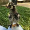 McMurray Hatchery Silver Laced Cochin Baby Chick