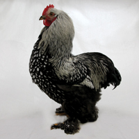McMurray Hatchery Silver Laced Cochin