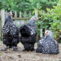 McMurray Hatchery Silver Laced Cochins