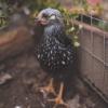 McMurray Hatchery Silver Laced Wyandotte 6-7 Week Old Pullet