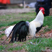 McMurray Hatchery Silver Phoenix Cockerel