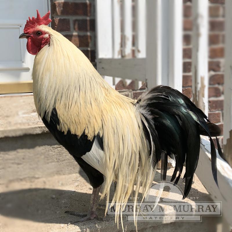 McMurray Hatchery Silver Phoenix Rooster
