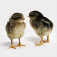 McMurray Hatchery Single Comb Brown Leghorn Baby Chicks