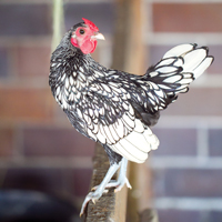 McMurray Hatchery Silver Sebright Bantams