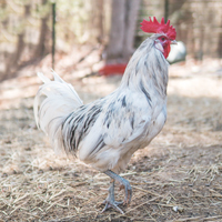 McMurray Hatchery Splash Blue Andalusian Rooster