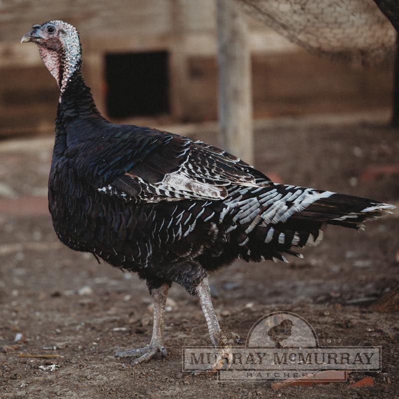 McMurray Hatchery | Standard Bronze Heritage Turkey