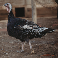 McMurray Hatchery Standard Bronze Turkey