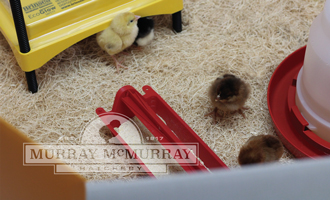 McMurray Hatchery Starter Kits for Brooding Baby Chicks