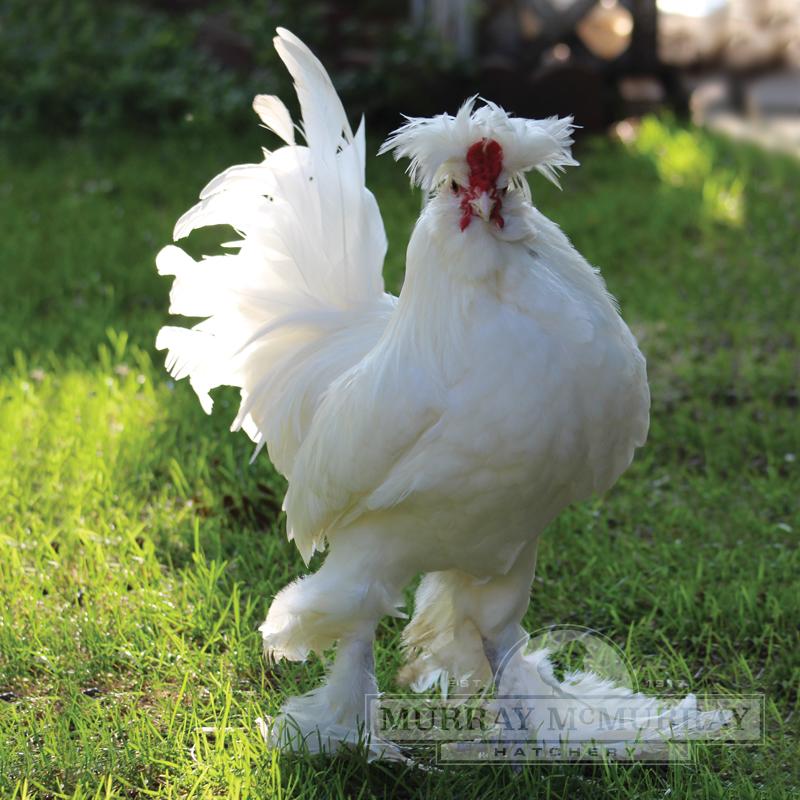 McMurray Hatchery Sultan Rooster