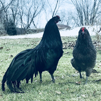 McMurray Hatchery Sumatra Hen and Rooster