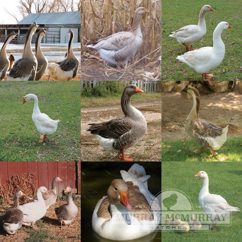 McMurray Hatchery Great Goose Group Assortment