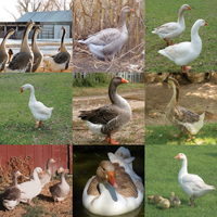 McMurray Hatchery Great Goose Group Assortment