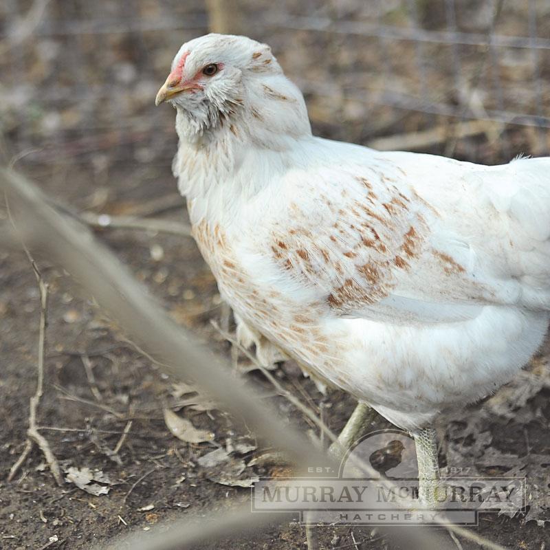McMurray Hatchery | Blue Egg Laying Chickens | Ameraucanas