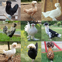 McMurray Hatchery Top Hat Special Chick Assortment