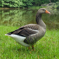 McMurray Hatchery Toulouse Goose