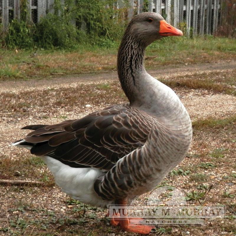 McMurray Hatchery Toulouse Goose