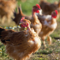 McMurray Hatchery Turken