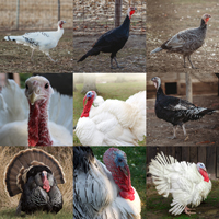 McMurray Hatchery Turkey Assortment
