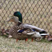 Mcmurray Hatchery Flying Mallard Ducks
