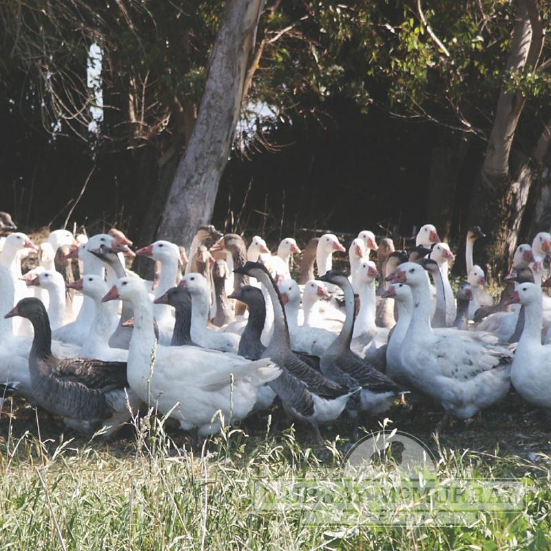 McMurray Hatchery Weeder Geese