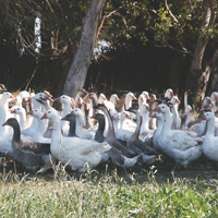 McMurray Hatchery Weeder Geese