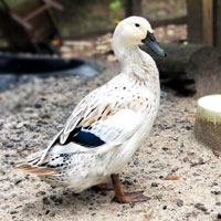McMurray Hatchery Welsh Harlequin Duck