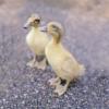 McMurray Hatchery Welsh Harlequin Baby Ducks